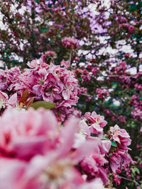 Close-up of pink cherry blossoms in spring