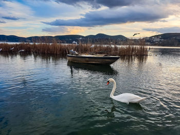 Swan swimming in lake