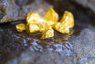 Close-up of yellow leaf on rock