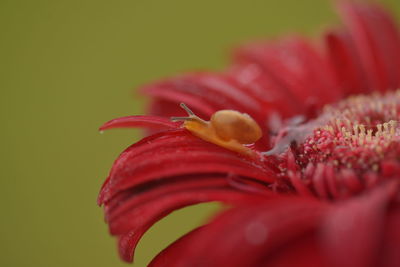 Close-up of red rose flower