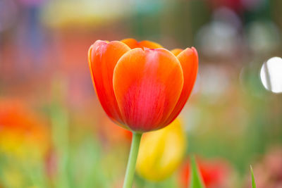 Close-up of red tulip