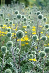 Close-up of yellow dandelion blooming in field