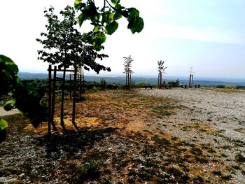 Trees on field against sky