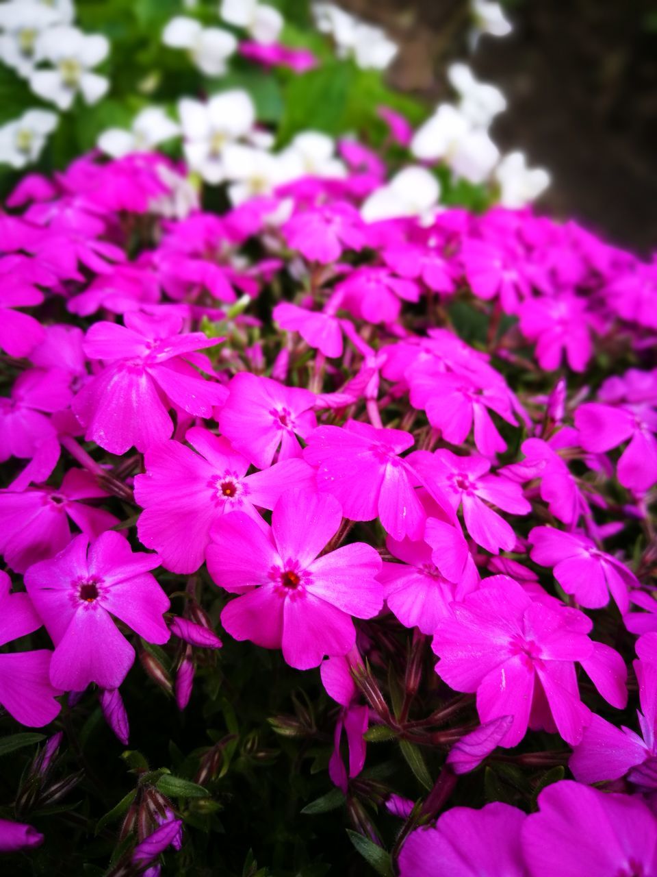 flower, flowering plant, vulnerability, plant, beauty in nature, freshness, petal, fragility, growth, close-up, inflorescence, flower head, pink color, no people, nature, day, focus on foreground, outdoors, blossom, purple, bunch of flowers