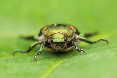 Close-up of insect on leaf