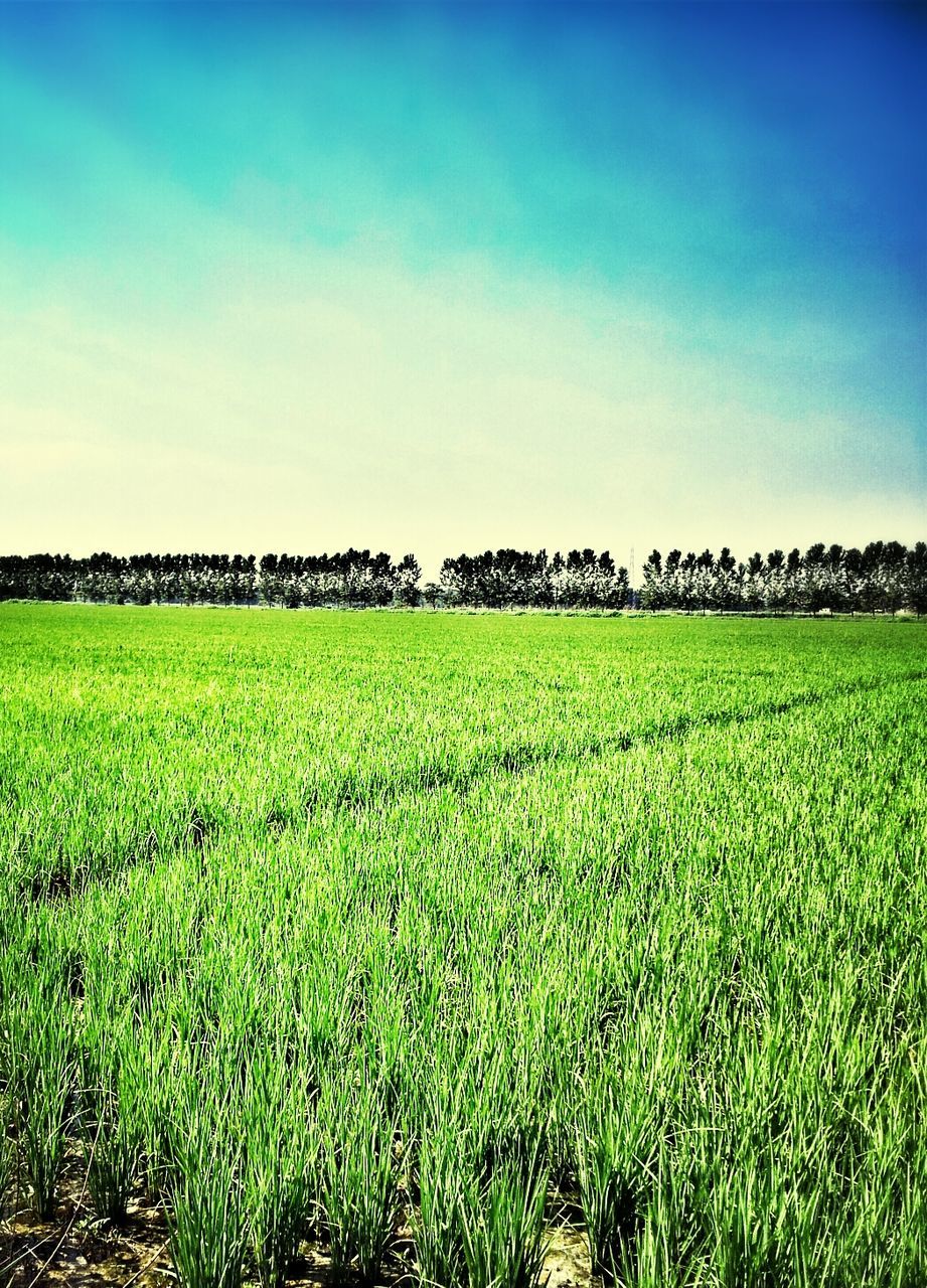 field, grass, landscape, clear sky, green color, copy space, tranquility, tranquil scene, rural scene, growth, grassy, blue, nature, agriculture, scenics, beauty in nature, sky, farm, plant, green