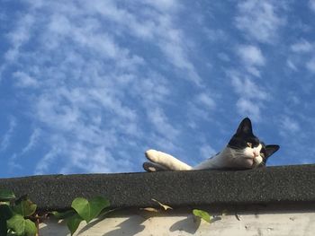 Low angle view of cat against clear sky