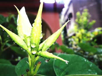 Close-up of wet plant