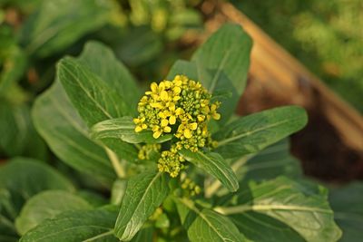 Close-up of yellow flowering plant