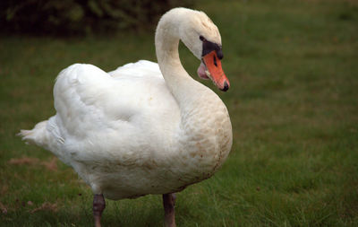 Close-up of swan on field