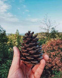 Midsection of person holding pine cone against sky