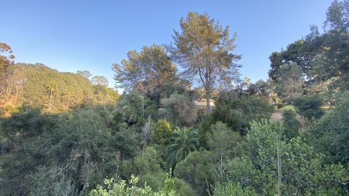 Scenic view of forest against clear sky