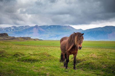 View of a horse on field