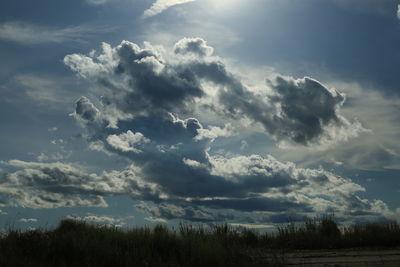 Low angle view of trees against sky