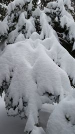 Close-up of snow covered trees