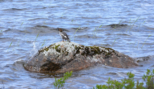 View of bird on rock in sea