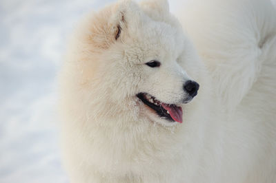 Close-up of a dog looking away