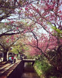 Pink cherry blossoms in spring against sky