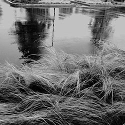 Reflection of trees in water