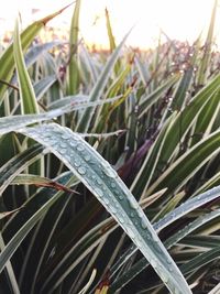 Close-up of raindrops on grass