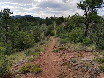 Scenic view of forest against sky