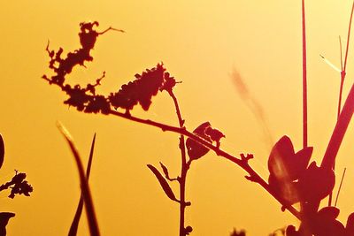 Close-up of silhouette plant against sky during sunset