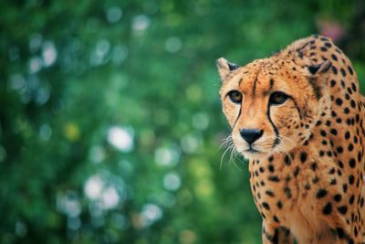 Close-up of cheetah outdoors