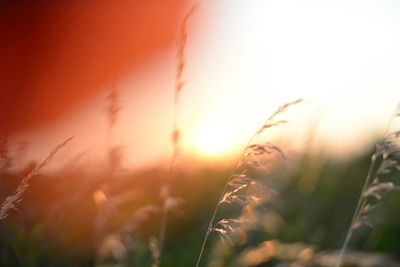 Close-up of stalks in field against orange sky