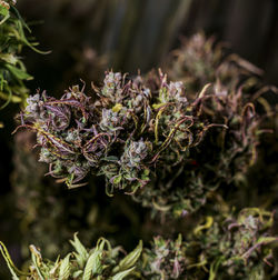 Close-up of purple flowering plant
