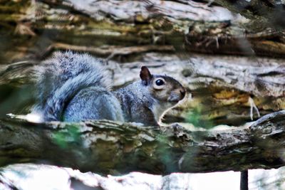 Portrait of squirrel