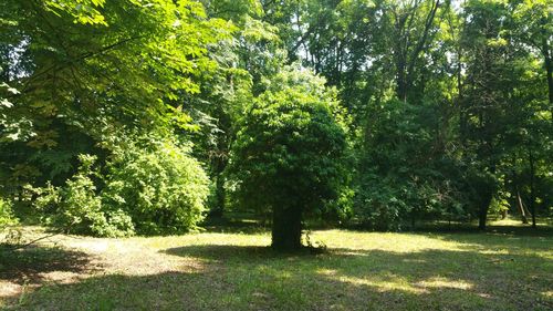 Trees growing in park