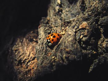 Close-up of ladybug on rock