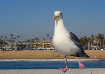 Close-up of seagull perching on beach against clear sky