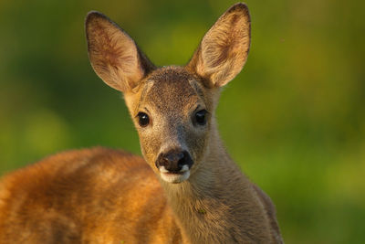 Portrait of roe deer fawn