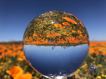 Close-up of orange flower against clear sky