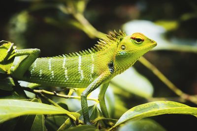 Close-up of green lizard