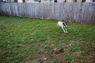 Dog standing on grassy field