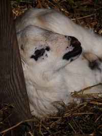 Close-up of dog sleeping on field