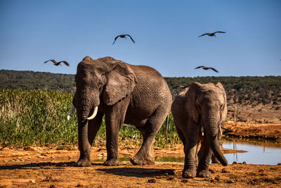 View of elephant