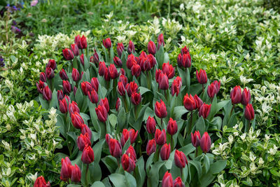 Close-up of red flowering plants on field