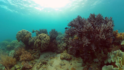 undersea
