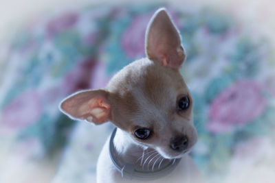 Close-up portrait of puppy