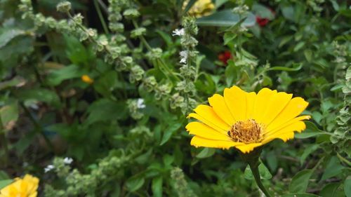 Close-up of yellow flowering plant