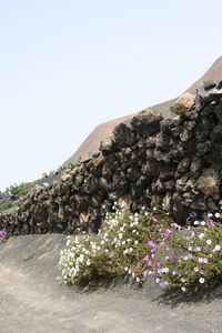 Low angle view of flowering plants on land against clear sky