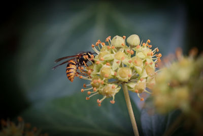 Close-up of bee on flower