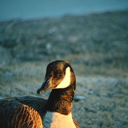 Close-up of duck swimming in lake