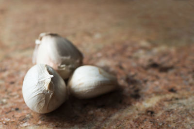 Close-up of a shell on the ground