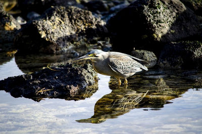 Bird perching on rock in lake