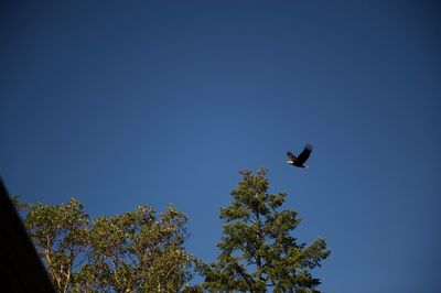Low angle view of eagle flying against clear blue sky