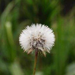 Close-up of dandelion flower